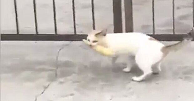 Tvrdohlavá kočka se stala hvězdou internetu. Video