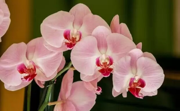 Používejte tento jednoduchý trik a vaše orchideje budou kvést jako šílené