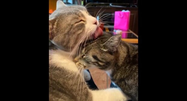 Kočka se rozhodla políbit svého majitele a zažila hněv žárlivé kočky. Vtipné video