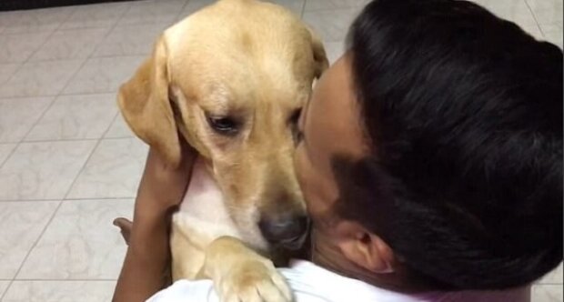Pes se vrátil po operaci k majiteli. Podívejte se na jeho radost jakmile jej viděl
