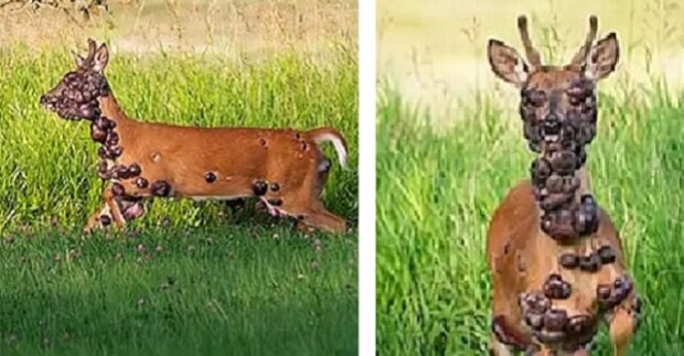 Jeho vzhled je opravdu šokující: na internet se dostaly fotky jelena