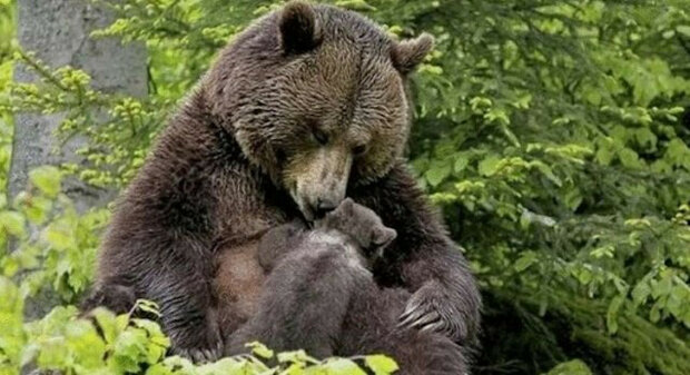 Medvědice přisunula medvídka k dívce, aby jí vytáhla třísku z tlapy