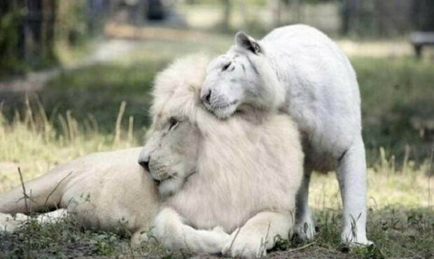 Bílý lev a tygřice mají úžasná mláďata. Jaký fešák