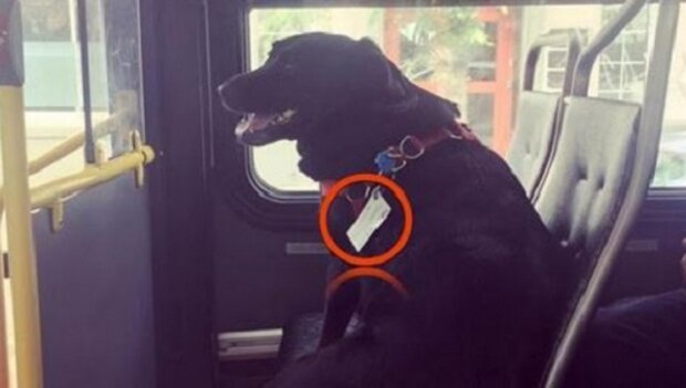 Cestující byli v šoku ze psa, který jel sám autobusem, dokud si toho nevšimli
