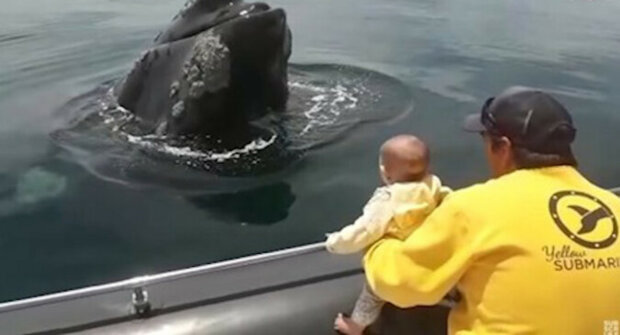 Velryba si hraje s dítětem na "kuku". Úžasné