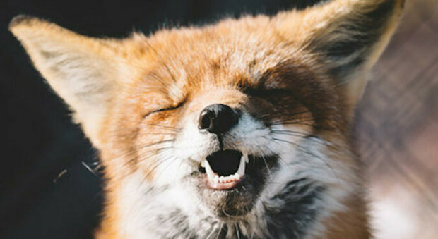 Můžete se na to dívat donekonečna: liška se směje jako malé dítě
