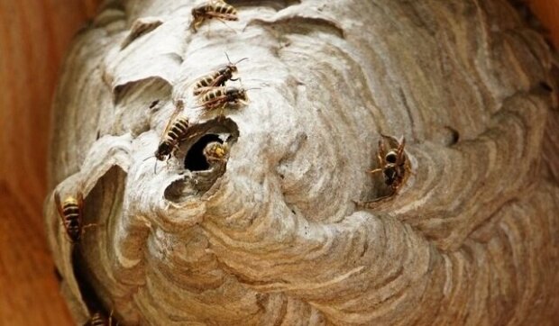 Jak vypadá vosí hnízdo zevnitř? Neuvěřitelný pohled