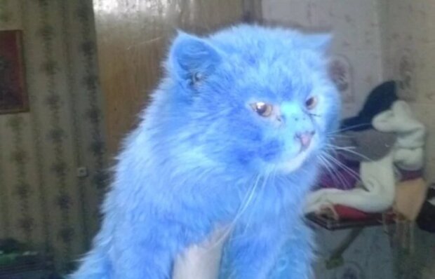 Dívka našla v parku modrou kočku a pojmenovala ji Avatar, ale brzy se začala hodně měnit: po měsíci byla kočka k nepoznání
