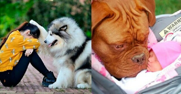 Tito psi své pány zbožňují nade vše. Fotografie, které ukazují nekonečnou lásku ke svým majitelům