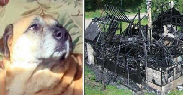 Pes zachráněný z požáru po dvou měsících zavedl lidi do černé díry vyhořelého domu