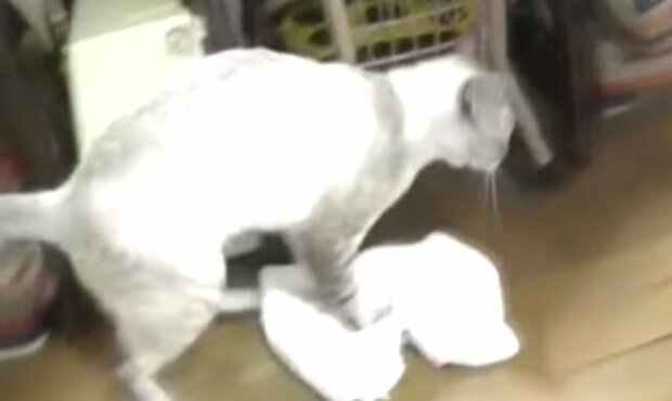 Kočka myje podlahu a zábavně napomenula drzého majitele. Video si podmanilo celý svět
