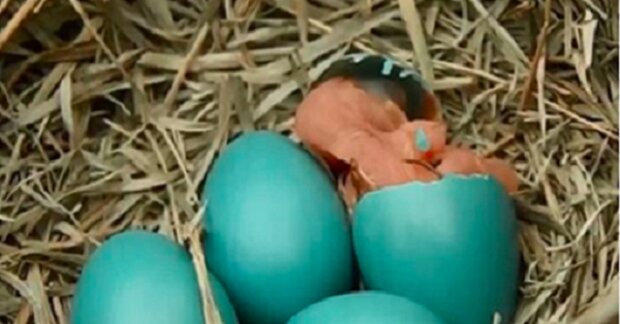 Žena si všimla ptačího hnízda s divnými, modrými vajíčky na své zahradě. Byla zaskočena, když se z nich za 10 dní vyklubalo toto