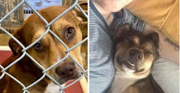 15 psů před a po adopci, kdy jejich život konečně přestal být mizerný