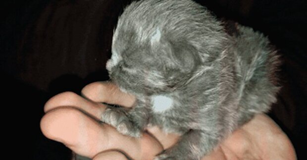 Muž při úklidu našel novorozené kotě