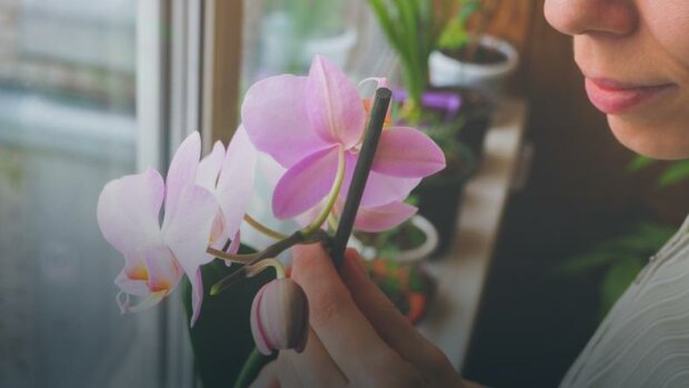 Jak zalévat orchideje – čtyři zásady, které musíte znát. V opačném případě vám orchideje kvést nebudou