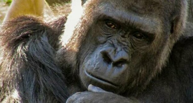 Aby si mladá matka mohla odpočinout, péči o malé dítě nachvíli převzala mladá gorila