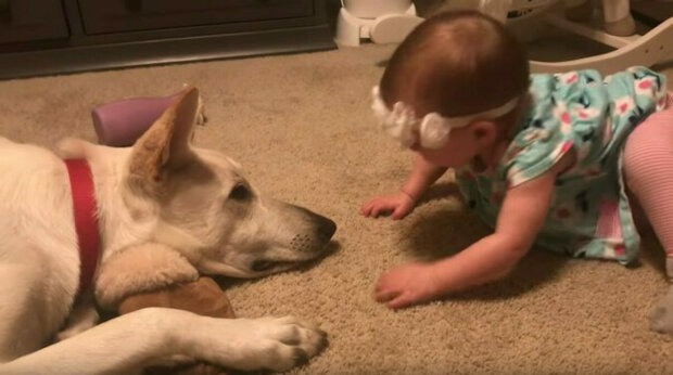Dítě zasypalo psa polibky - jeho reakci nikdo nečekal