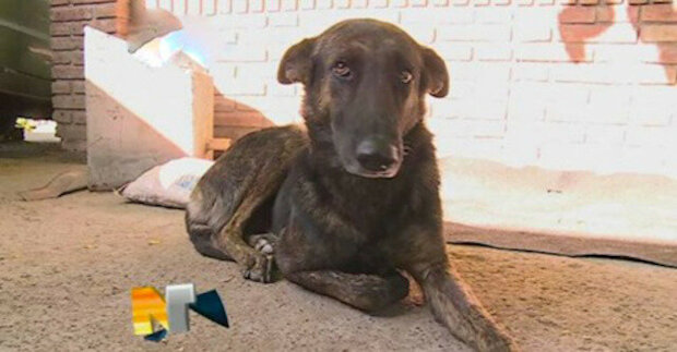 Věrný pes urazil 160 kilometrů, aby našel lidi, kteří ho kdysi zachránili