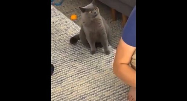 Takhle vypadá nevěra: pohled kočky na hru jejího majitele s koťátkem rozesmál celý web. Video