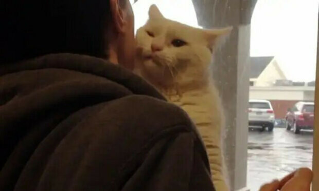 Kočka skočila na rameno člověku, který s ní přišel do útulku, a odešla s ním domů