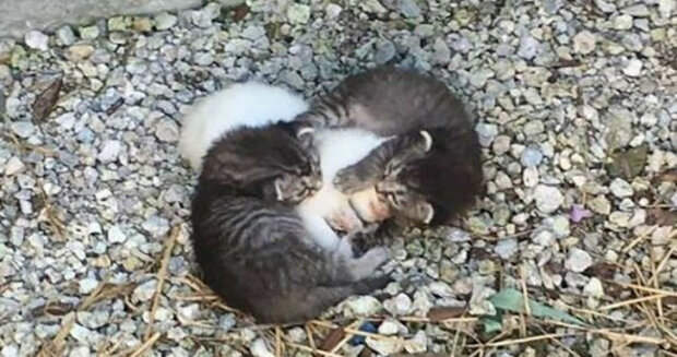 Dvě malá koťata zahřívala svou nemocnou sestru, jak nejlépe uměla, ale brzy se objevila jejich neobvyklá matka