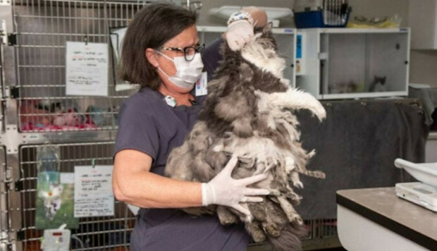 Veterináři zvíře oholili a zbavili ho kilogramu srsti. Ukázalo se, že je to velmi roztomilá kočka