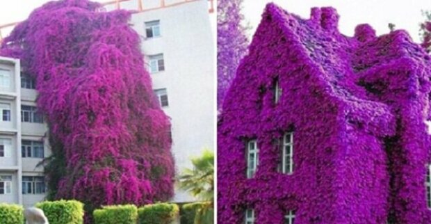 Fotky nejkrásnějších „květinových“ domů na světě
