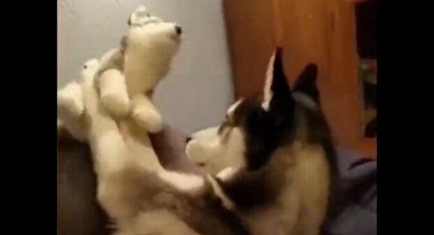 Pes se urazí na hračku, protože mu neopětuje polibek. Video