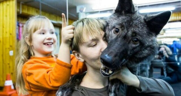 S vlkem v jednom domě: rodina si ochočila divoké zvíře a to je nyní skutečným členem rodiny