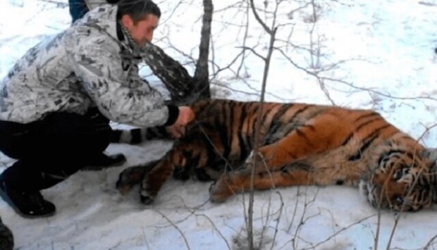 Tygr se smyčkou na krku přišel k lidem s prosbou o pomoc