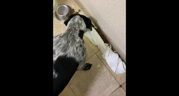 Velmi dobře vychovaný pes omylem vysypal jídlo a nechtěl svého majitele rozrušit. Video
