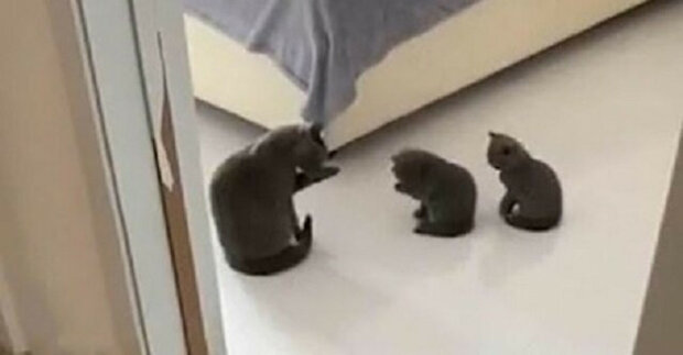 Uklízečky: kočka učí koťata mýt - velmi pěkné video