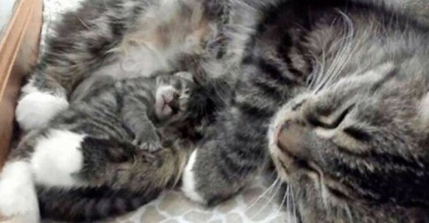 Koťátko se narodilo o 4 dny později než celá smečka - nejblíže mláděti zůstala jeho matka