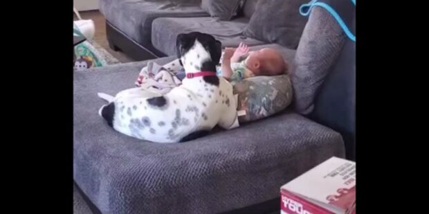 Nejlepší chůva: pes svým "zpěvem" uklidnil plačící dítě. Video
