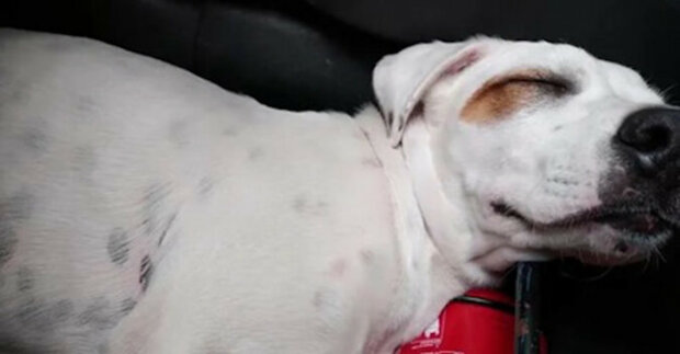 Muž našel v autě spícího psa, který nebyl jeho vlastní