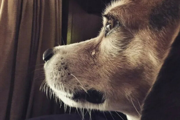 Ztracený pes hledal svůj domov osm let. Když viděl majitele, začal plakat