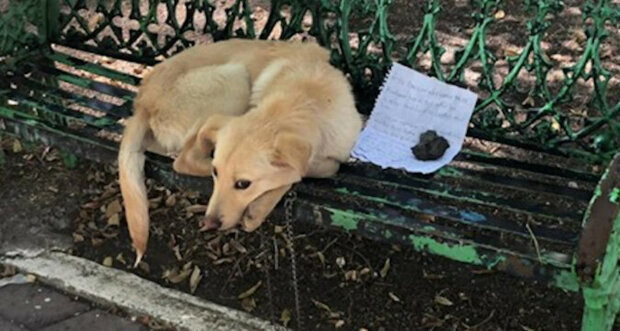 Dítě nechalo milovaného psa v parku se srdcervoucím vzkazem vysvětlujícím bezvýchodnou situaci