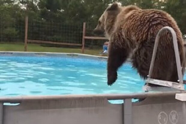 Video: Medvěd skáče do bazénu a s radostí si hraje ve vodě