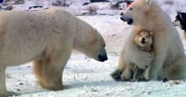 Hry ledních medvědů se psy