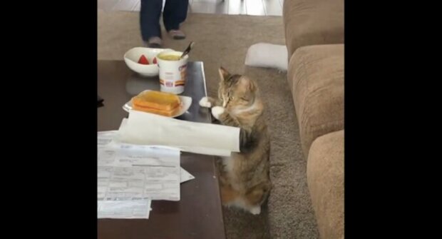 Hygiena na prvním místě: kočka si umyla tlapky, než ukradla jídlo svému majiteli a všechny rozesmála. Video