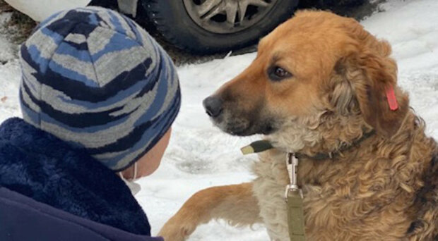 Nešťastný pes bez domova v kontejneru dal lidem packu, když doufal v pomoc